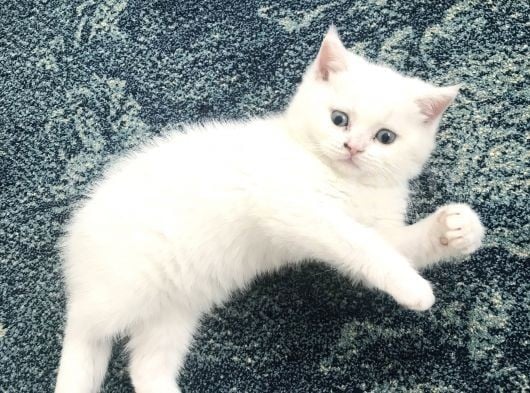Beyaz Safkan British Shorthair görsel