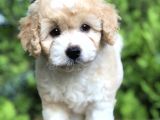 Particolor Maltıpoo Yavrumuz
