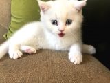 Beyaz Safkan British Shorthair