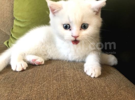 Beyaz Safkan British Shorthair görsel