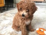 İki Bucuk Aylık Toy Poodle