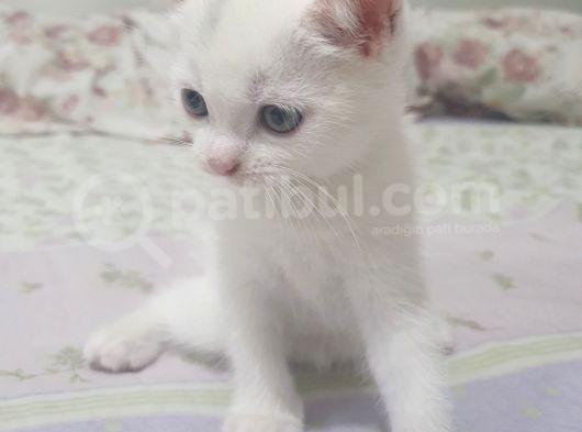 Beyaz Yavrumuz Yeni Sahibini Arıyor görsel