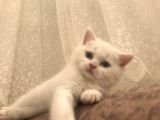 Beyaz Safkan British Shorthair