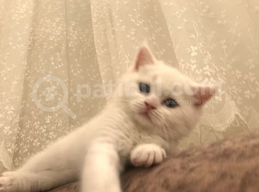 Beyaz Safkan British Shorthair görsel