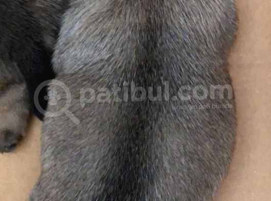 Safkan Pug Evde Doğumlu görsel