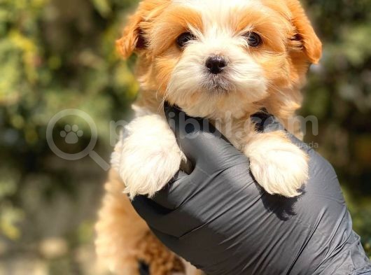 İrk Ve Saglik Garantili Maltipoo Yavrularimiz