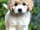 Particolor Maltıpoo Yavrumuz