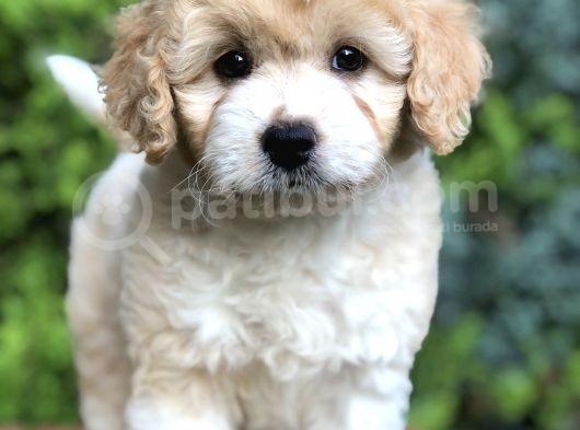 Particolor Maltıpoo Yavrumuz