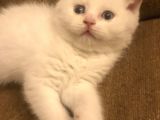 Beyaz Safkan British Shorthair
