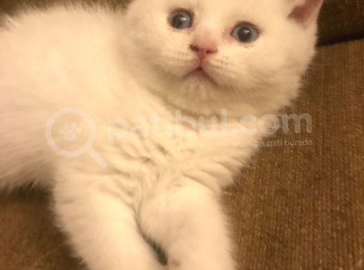 Beyaz Safkan British Shorthair görsel