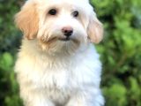 Wc Eğitimli Maltipoo Yavrumuz