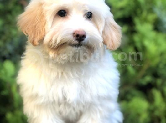 Wc Eğitimli Maltipoo Yavrumuz görsel