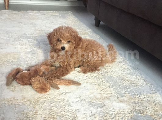 İki Bucuk Aylık Toy Poodle görsel