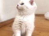 Beyaz Safkan British Shorthair