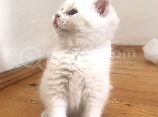 Beyaz Safkan British Shorthair görsel