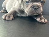 French Buldog Anne Baba Blue