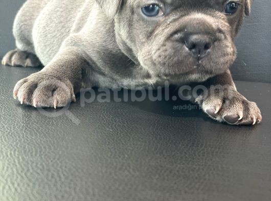 French Buldog Anne Baba Blue