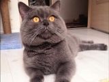 Scottish Straight Ve British Shorthair Golden Erkek Yavrular