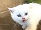 Beyaz Safkan British Shorthair