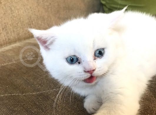 Beyaz Safkan British Shorthair görsel