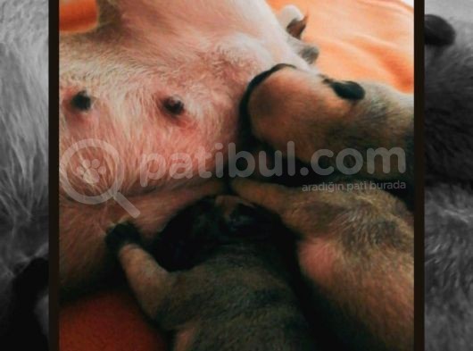 Safkan Pug Evde Doğumlu