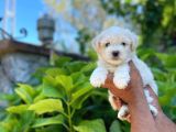 Tatli Maltese Terri̇er