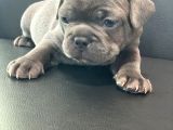 French Buldog Anne Baba Blue