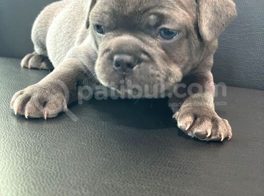 French Buldog Anne Baba Blue görsel