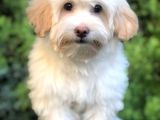Wc Eğitimli Maltipoo Yavrumuz