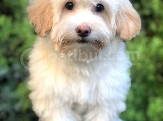 Wc Eğitimli Maltipoo Yavrumuz görsel