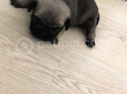 Safkan Pug Evde Doğumlu görsel