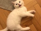 Beyaz safkan British shorthair