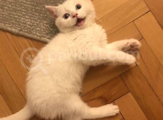 Beyaz Safkan British Shorthair