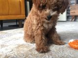 İki Bucuk Aylık Toy Poodle