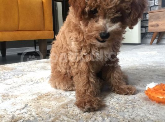 İki Bucuk Aylık Toy Poodle görsel