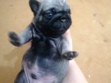 Safkan Pug Evde Doğumlu