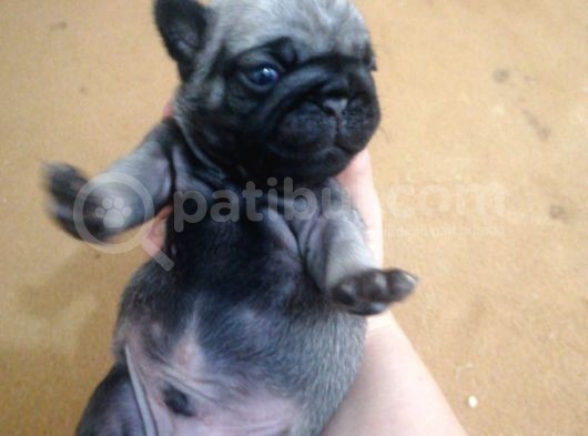 Safkan Pug Evde Doğumlu görsel
