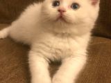 Beyaz Safkan British Shorthair