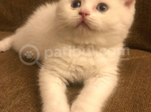 Beyaz Safkan British Shorthair görsel