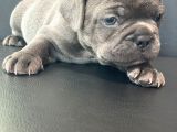 French Buldog Anne Baba Blue