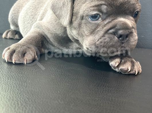 French Buldog Anne Baba Blue görsel
