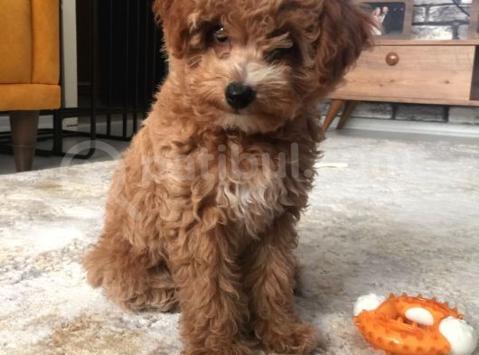 İki Bucuk Aylık Toy Poodle görsel