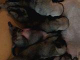 Safkan Pug Evde Doğumlu