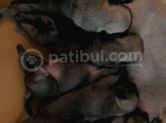 Safkan Pug Evde Doğumlu görsel