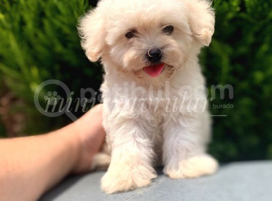 Gerçek Maltipoo Arayanlara Dişi Yavrumuz