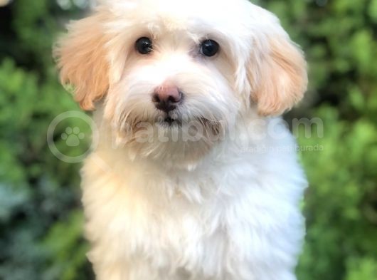 Wc Eğitimli Maltipoo Yavrumuz görsel