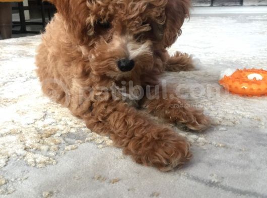 İki Bucuk Aylık Toy Poodle görsel
