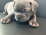 French Buldog Anne Baba Blue