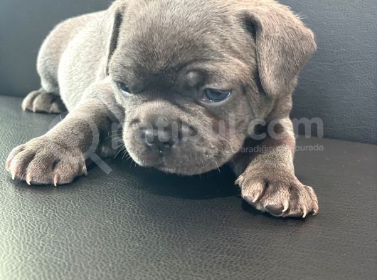 French Buldog Anne Baba Blue görsel