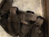 Safkan Pug Evde Doğumlu